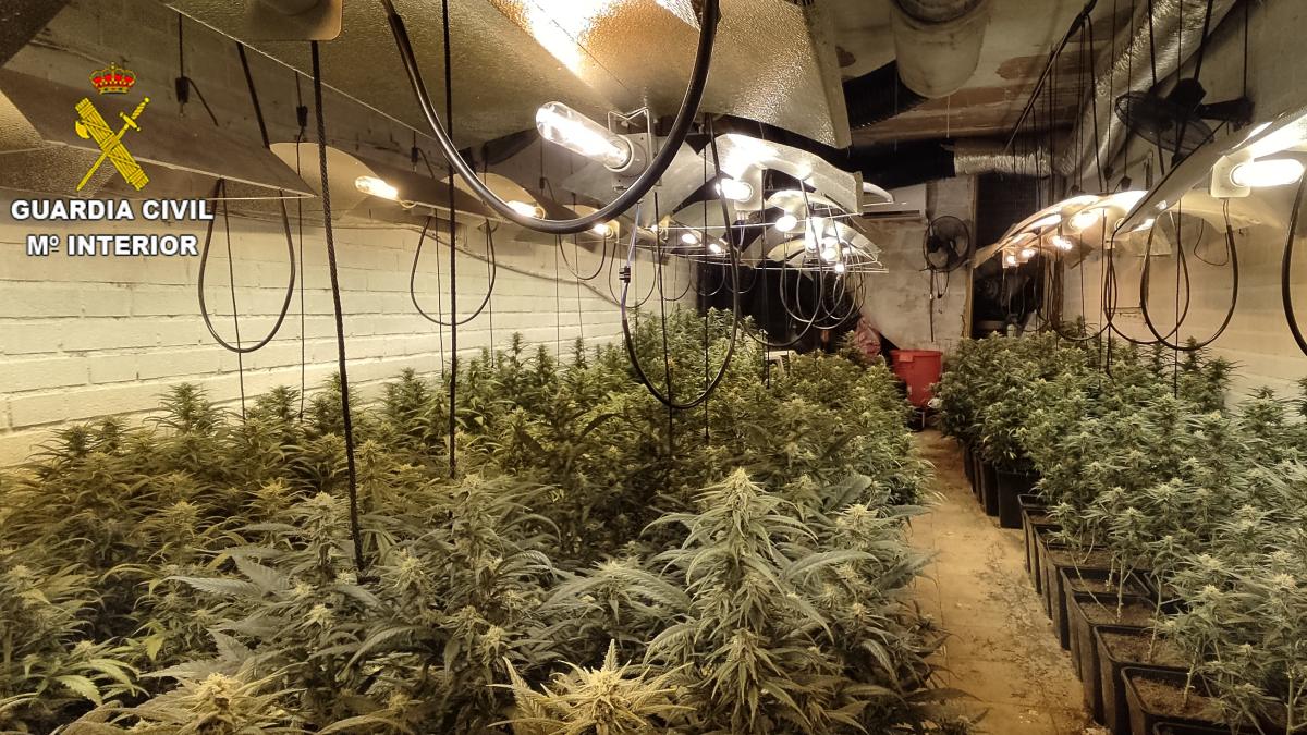 Intervenidas 591 plantas de marihuana y abundante material destinado al cultivo / Imagen: Guardia Civil