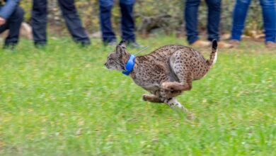 Lince / Foto: JCCM