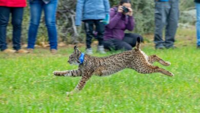 Suelta de tres ejemplares de lince ibérico en Castilla-La Mancha / Imagen: JCCM
