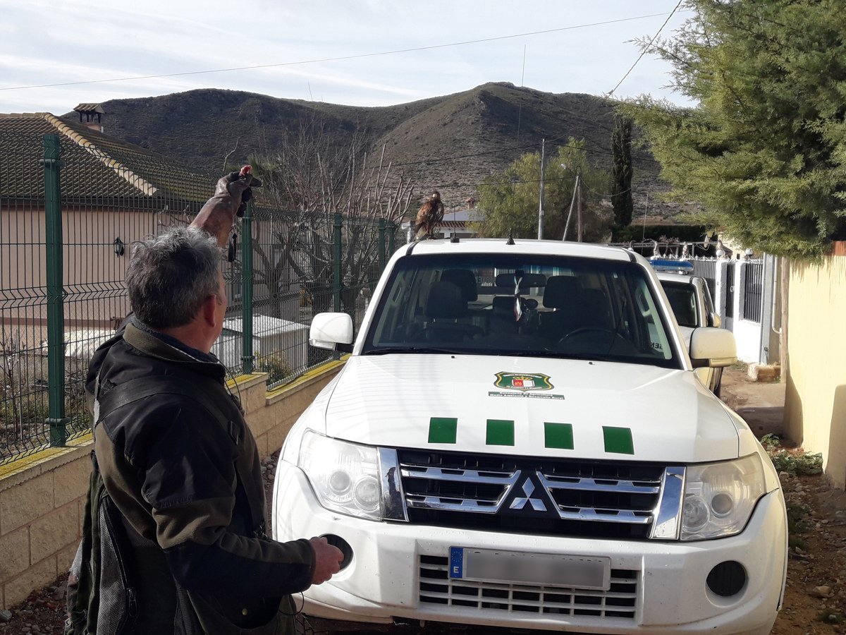 Agentes Medioambientales de Castilla-La Mancha han logrado capturar en Sierra, pedanía de Tobarra (Albacete) un águila de Harris, una rapaz empleada para la caza en cetrería, que durante varias semanas mantuvo atemorizados a algunos de sus vecinos. EFE/ Agentes Medioambientales de Castilla-la Mancha