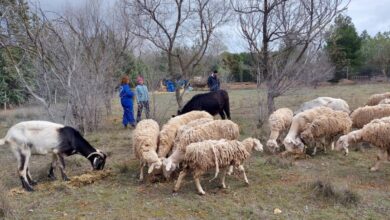 Animales supervivientes de esta trágica historia en Albacete / Foto: El Arca de Noé