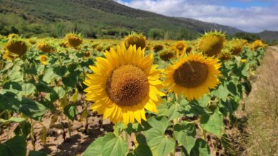 Girasoles en Castilla-La Mancha
