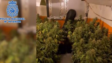 Plantación de marihuana en Castilla-La Mancha