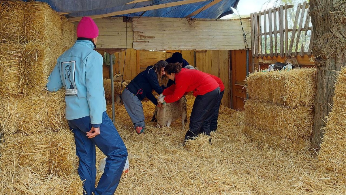 Voluntarios del Arca de Noé durante esta intervención en la provincia de Albacete