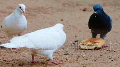 Las palomas, un problema en La Roda (Albacete)