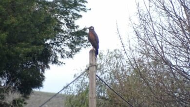 Agentes Medioambientales de Castilla-La Mancha han logrado capturar en Sierra, pedanía de Tobarra (Albacete) un águila de Harris, una rapaz empleada para la caza en cetrería, que durante varias semanas mantuvo atemorizados a algunos de sus vecinos. EFE/ Agentes Medioambientales de Castilla-la Mancha