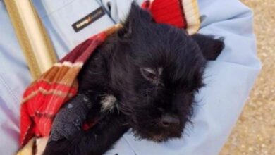 Foto de archivo de un cachorro