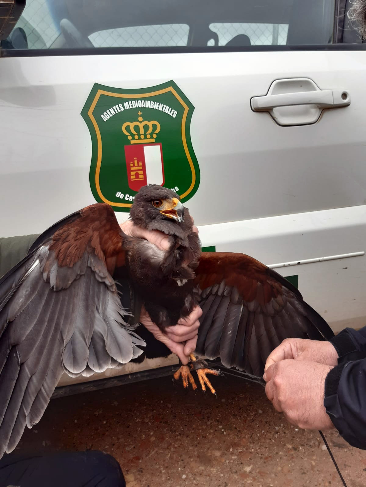 Agentes Medioambientales de Castilla-La Mancha han logrado capturar en Sierra, pedanía de Tobarra (Albacete) un águila de Harris, una rapaz empleada para la caza en cetrería, que durante varias semanas mantuvo atemorizados a algunos de sus vecinos. EFE/ Agentes Medioambientales de Castilla-la Mancha