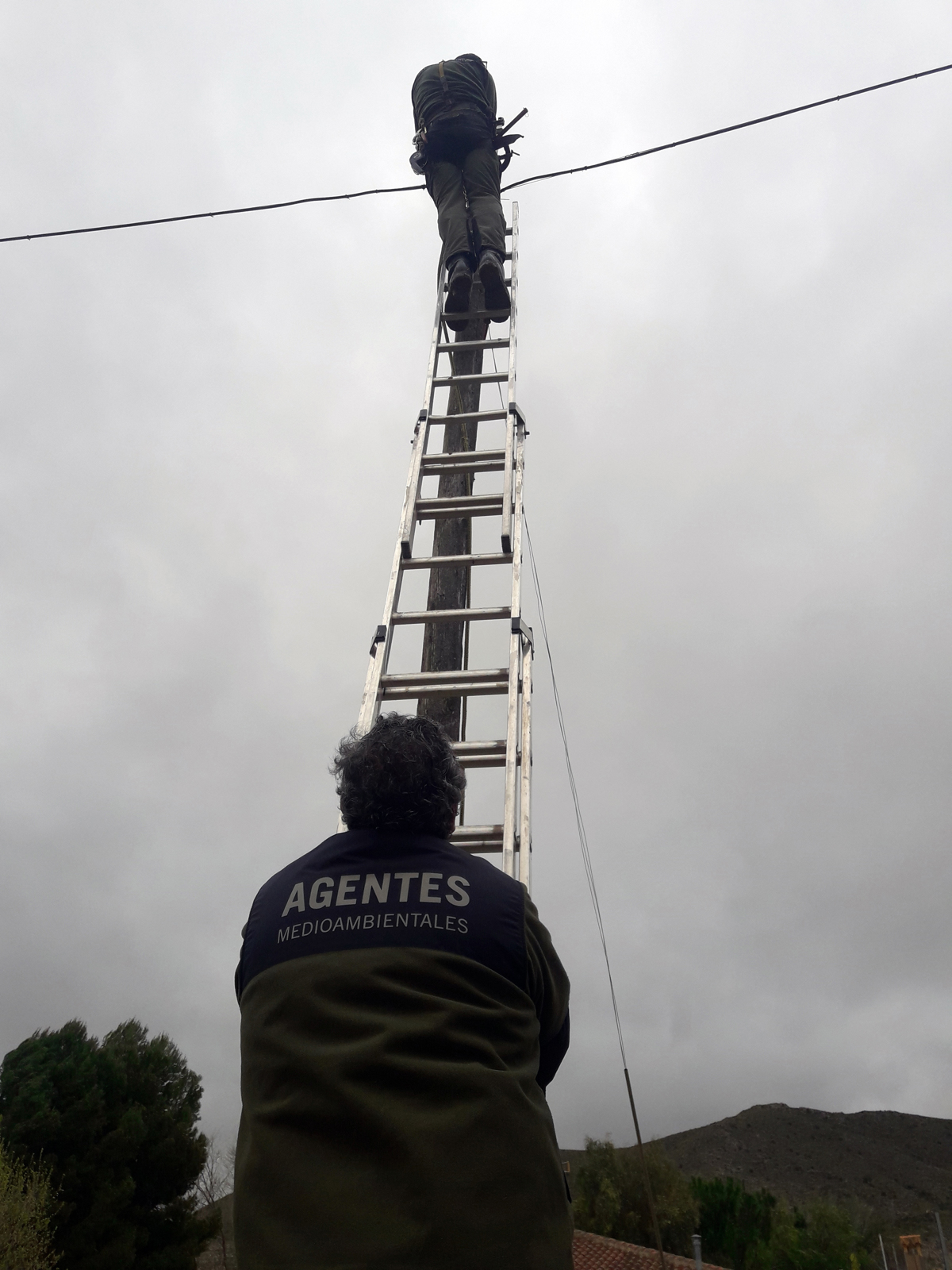 Agentes Medioambientales de Castilla-La Mancha han logrado capturar en Sierra, pedanía de Tobarra (Albacete) un águila de Harris, una rapaz empleada para la caza en cetrería, que durante varias semanas mantuvo atemorizados a algunos de sus vecinos. EFE/ Agentes Medioambientales de Castilla-la Mancha
