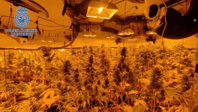 La Policía Nacional se hace con 385 plantas de marihuana del sótano de una vivienda alquilada de Castilla-La Mancha / Imagen: Policía Nacional