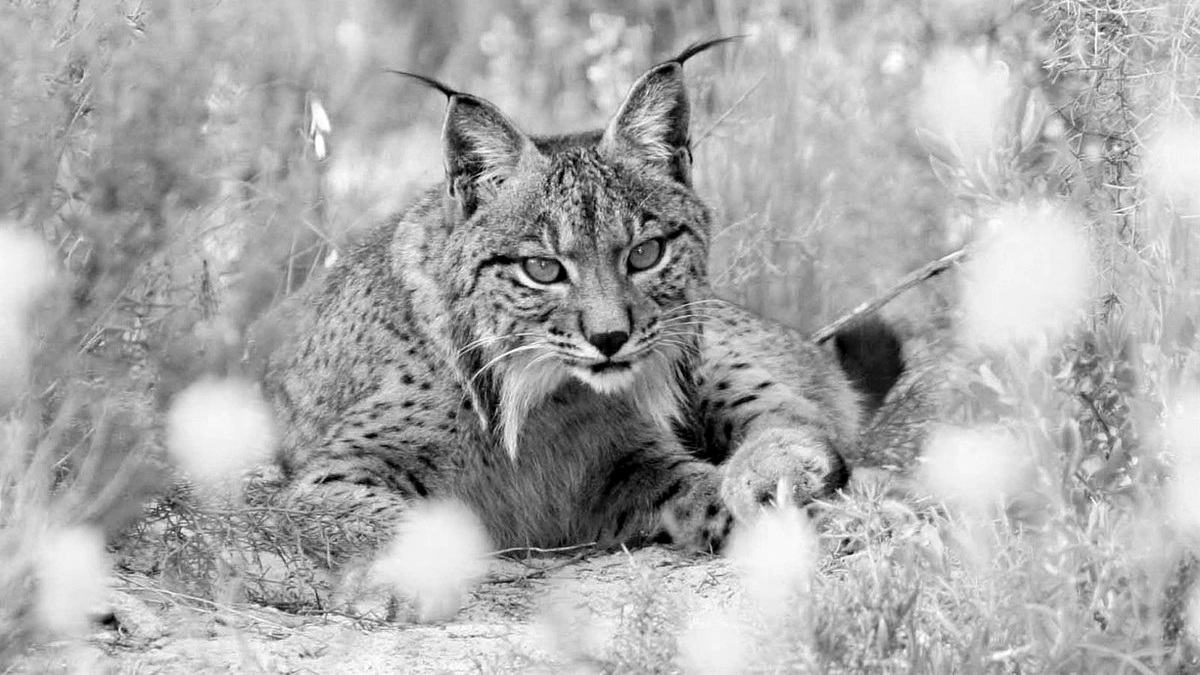 Lince