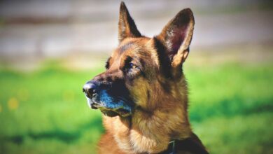 Un perro cualquiera en Albacete