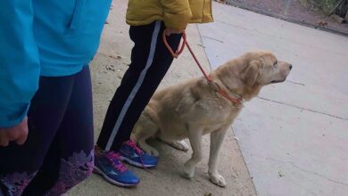 Perro de asistencia en Castilla-La Mancha