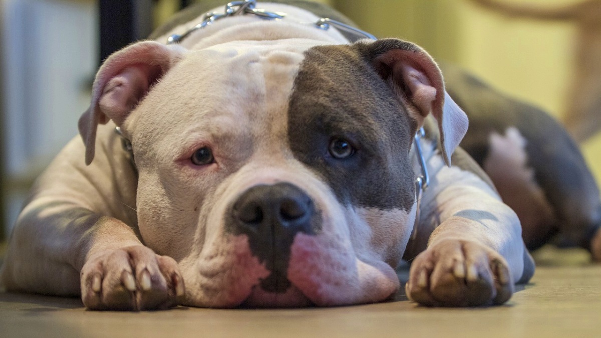 Un perro pitbull cualquiera en Albacete