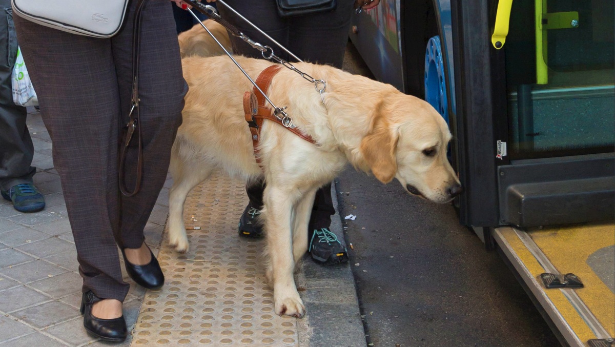 Reclaman en Albacete el derecho de acceso al transporte público junto a las personas ciegas de cuatro perros guía