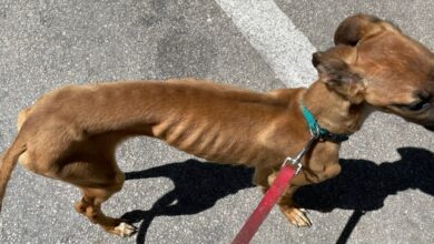 La Policía Local de Albacete colabora para mejorar las condiciones de vida de estos perros / Imagen: Policía Local de Albacete