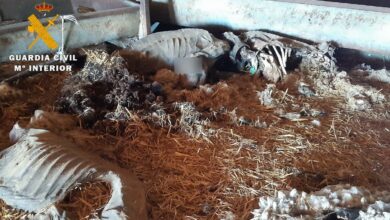 El detenido causó presuntamente la muerte de 285 animales por falta de alimento, agua y tratamiento veterinario