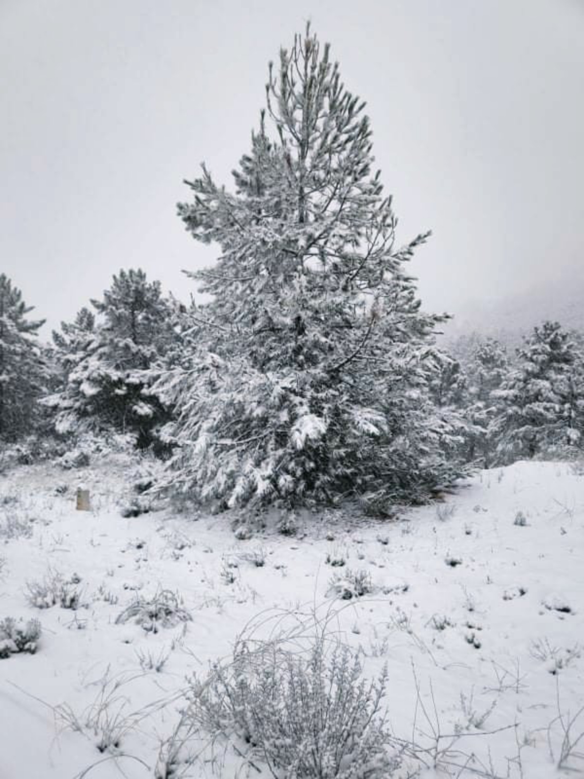 Nieve en Nerpio /Ana Belén Álvarez