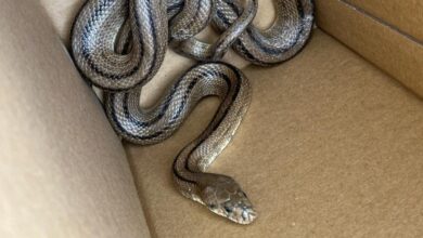 Una serpiente llega a la Jefatura de la Policía Local de Albacete