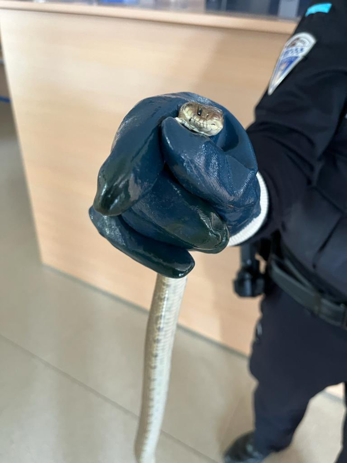 Una serpiente llega a la Jefatura de la Policía Local de Albacete/ Imagen: Policía Local de Albacete