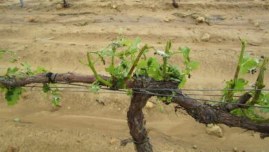 Viñedo afectado por el pedrisco en Albacete