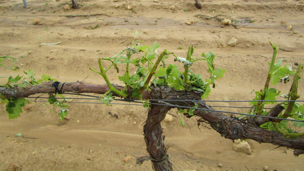 Viñedo afectado por el pedrisco en Albacete