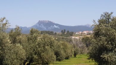 Incendio forestal en la provincia de Albacete / Imagen: @solercalleja99
