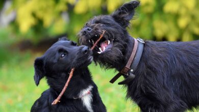Fotos de archivo de dos perros cualesquiera en Albacete