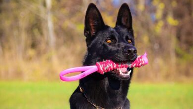 Un perro juega en Albacete