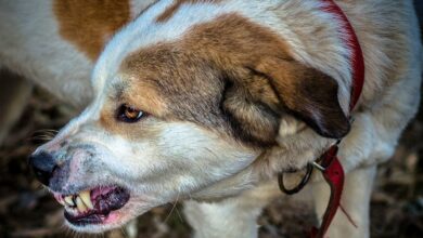 Ataques de perros en Albacete