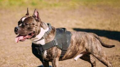 Perro 'PPP' en Albacete