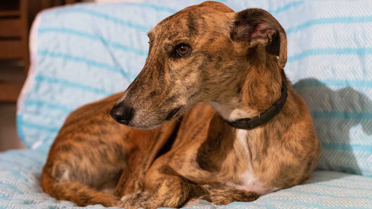 Un perro cualquiera en Albacete - FOTO DE ARCHIVO