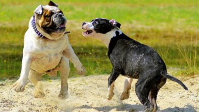 Dos perros cualquiera en Albacete - Foto de archivo
