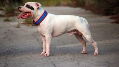 Un perro cualquiera en Albacete