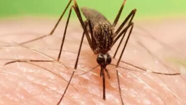 Mosquito / Imagen de archivo