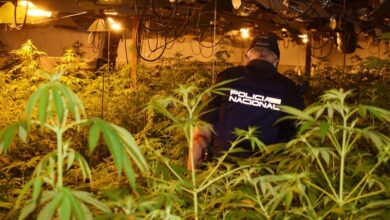 Plantación 'indoor' de marihuana en Castilla-La Mancha