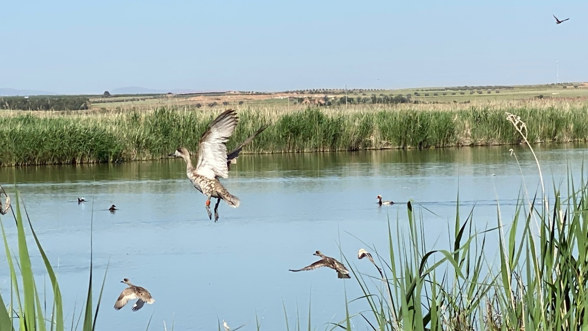 Suelta de cercetas pardillas en Castilla-La Mancha AYUNTAMIENTO DE ALCÁZAR DE SAN JUAN