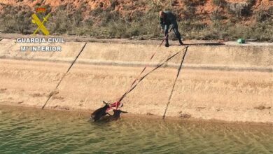 Muchos animales mueren en Albacete tras caer al trasvase Tajo-Segura