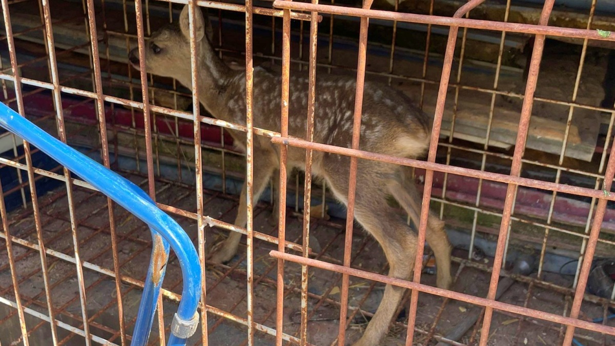 Sorpresa para la Policía Nacional en Castilla-La Mancha