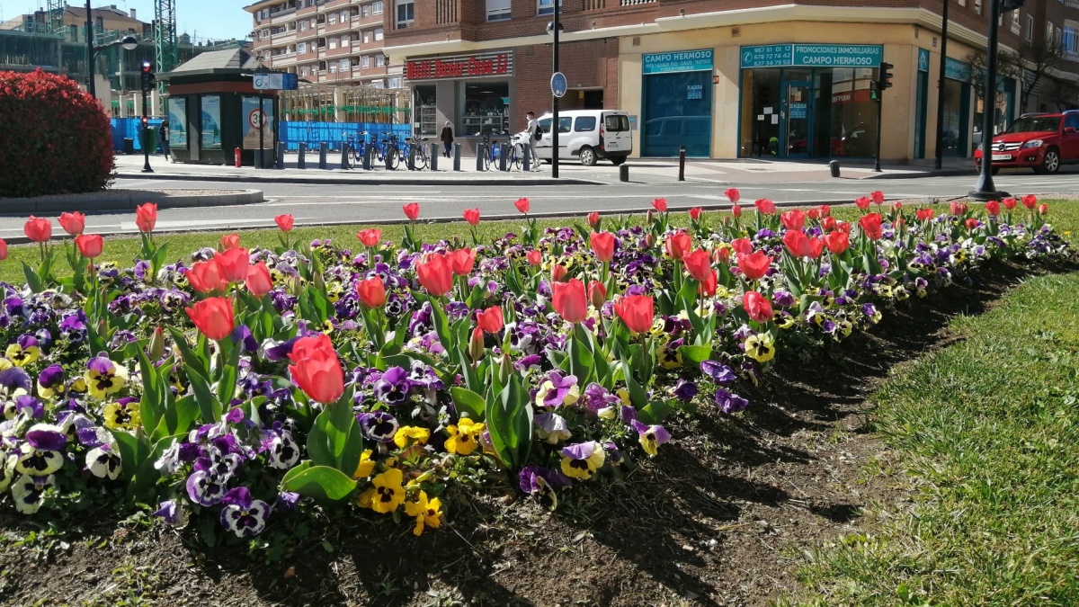 Flores en Albacete / Ayto Albacete