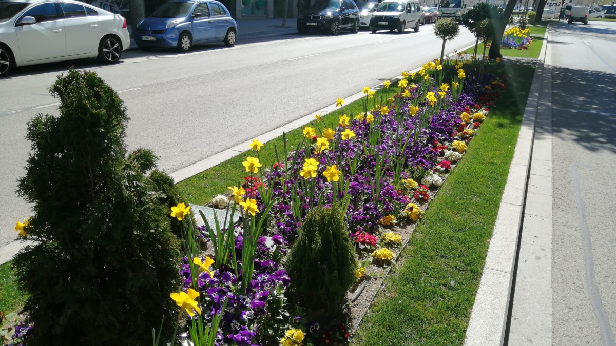Flores en Albacete / Ayto Albacete
