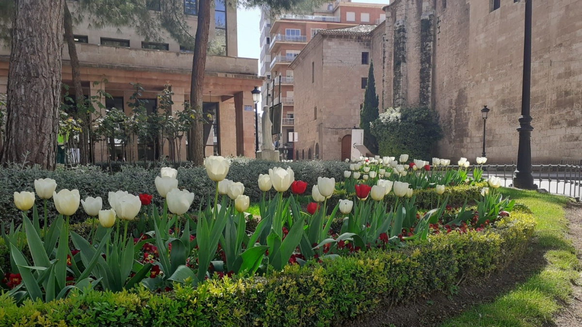 Flores en Albacete