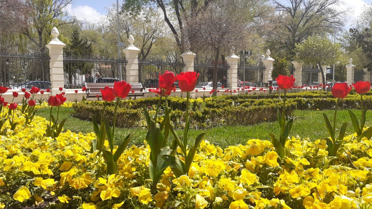 Flores en Albacete / Ayto Albacete