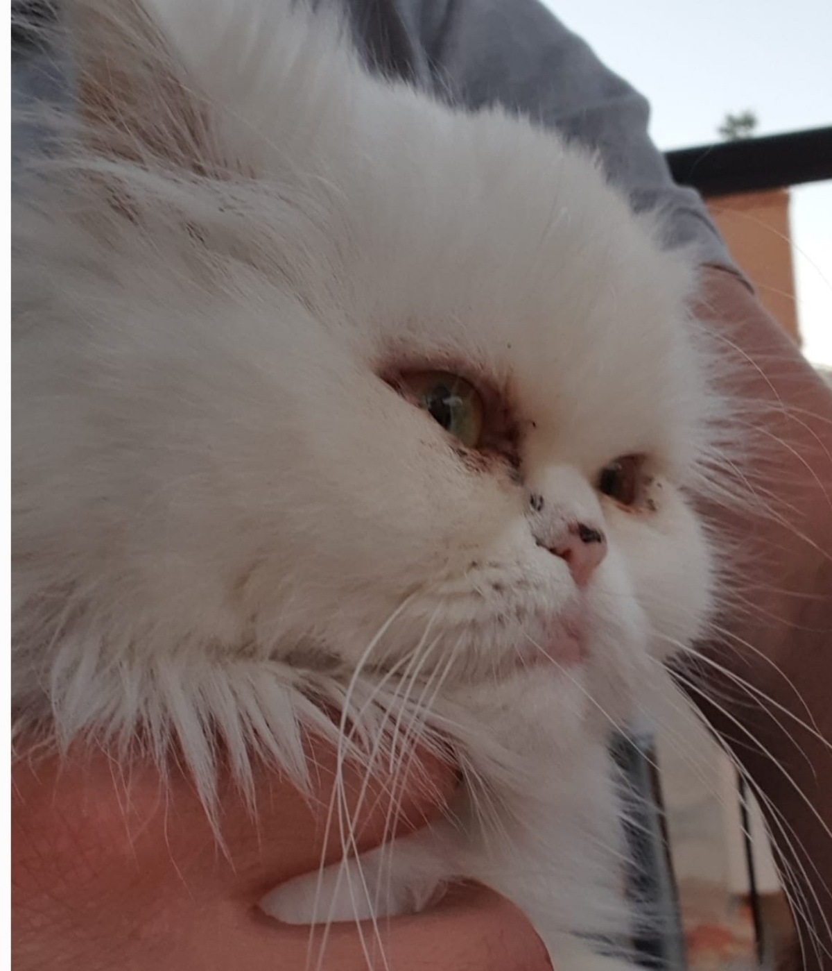 Gato perdido en Albacete