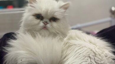 Gato perdido en Albacete