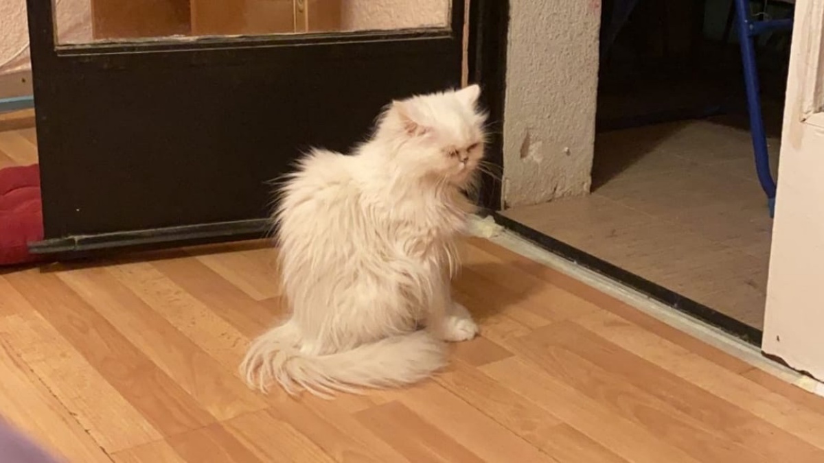 Gato perdido en Albacete