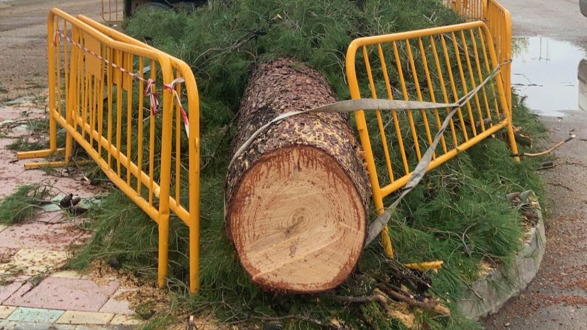 Tala de árboles en La Roda (Albacete)