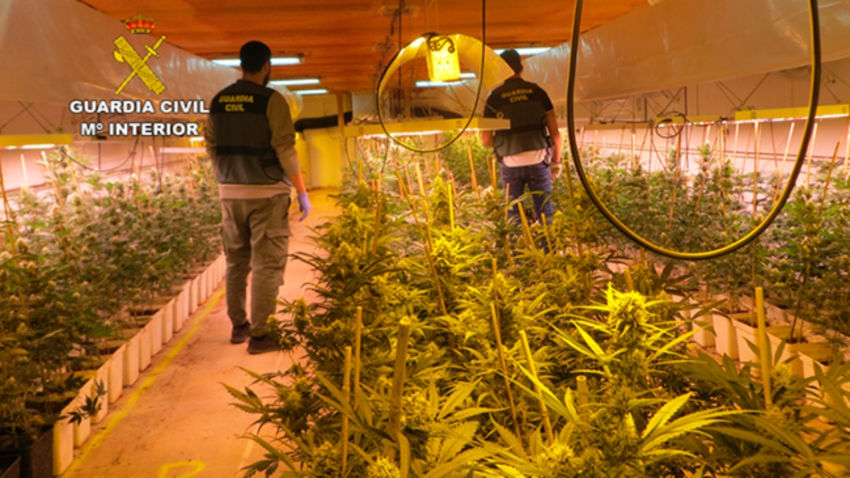 La Guardia Civil desmantela varias plantaciones de marihuana “indoor” en Castilla-La Mancha / Guardia Civil