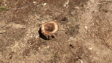 Tala de árboles en La Roda (Albacete)