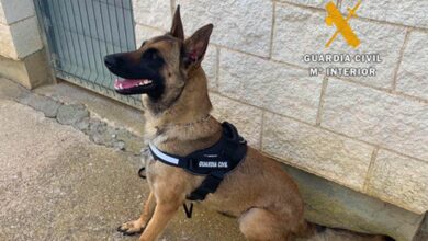 Perro especialista de la Guardia Civil de Albacete - Foto de archivo